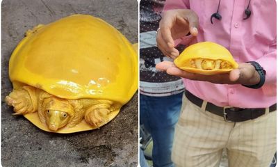 Giải mã bí ẩn về con rùa có màu vàng quý hiếm đang gây bão mạng xã hội