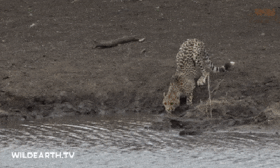 Video: Đang uống nước, báo săn bị cá sấu 