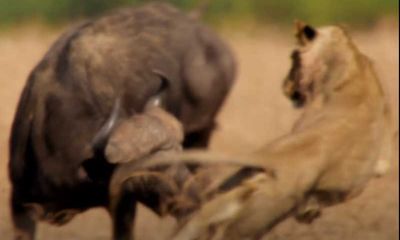 Video: Bị cả đàn sư tử vây bắt tứ phía, trâu rừng 