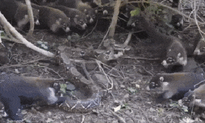 Video: Đi lạc vào lãnh địa gấu mèo, trăn 