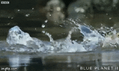 Video: Cua biển thoát chết 