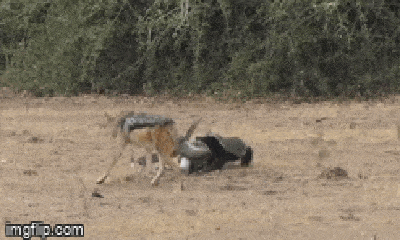 Video: Bị đẩy vào thế 2 gọng kìm, lửng mật khôn ngoan thoát khỏi sự săn đuổi của trăn khổng lồ và chó rừng