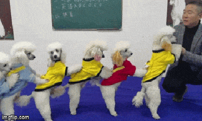 Video: Kỳ lạ ngôi trường dạy chó biết nhảy dây, giải phương trình toán học