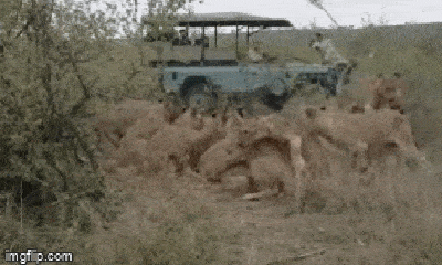 Video: Bị cả đàn sư tử lao vào cắn xé, trâu rừng bất ngờ vùng dậy phản đòn