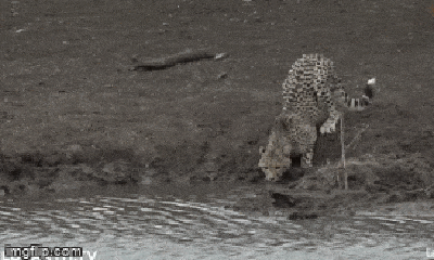 Video: Đang uống nước, báo săn bị cá sấu khổng lồ đoạt mạng trong nháy mắt