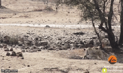 Video: Cười ngất cảnh sư tử định nhảy tới vồ linh dương nhưng gặp sự cố không thể mất mặt hơn
