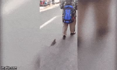 Video: Kỳ quặc người đàn ông dắt 2 con chuột đi dạo trên phố như thú cưng