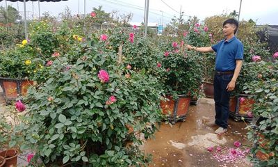 Hưng Yên: Làng nghề hoa cây cảnh Phụng Công, nhộn nhịp trước những ngày cận Tết