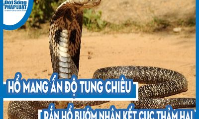 Video: Kinh hoàng hàng chục rắn hổ mang chúa lúc nhúc trong thân dừa mục