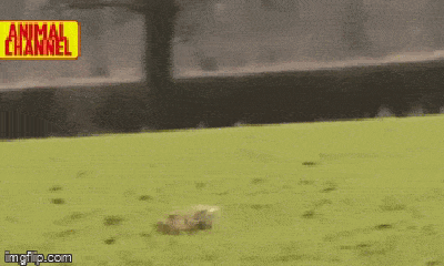 Video: Lọt vào tầm ngắm của đại bàng, thỏ rừng đạp lên đầu kẻ săn mồi để bật cao tẩu thoát