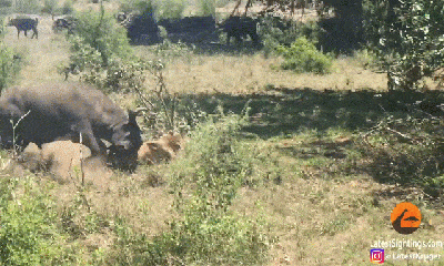 Video hiếm: Trâu rừng tung cú húc trộm đầy uy lực, sư tử ngã chổng vó và cái kết