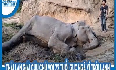 Video: Thái Lan giải cứu chú voi 72 tuổi gục ngã vì trời lạnh