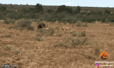 Video: Mồi tới miệng, cớ sao cặp sư tử vội bỏ chạy thục mạng?