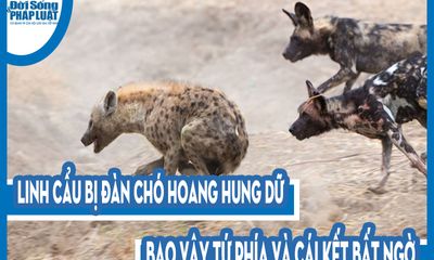 Video: Linh cẩu bị đàn chó hoang hung dữ bao vây tứ phía và cái kết bất ngờ