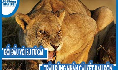 Video: Đối đầu với sư tử cái, trâu rừng nhận cái kết đau đớn