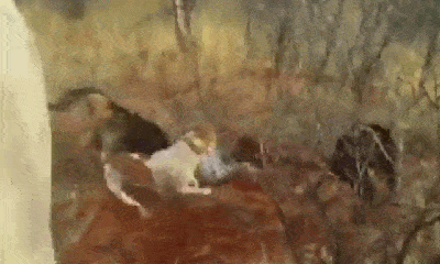 Video: Rùng mình khoảnh khắc đàn chó săn điên cuồng cắn xé báo đốm