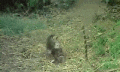 Video: Bị khỉ 