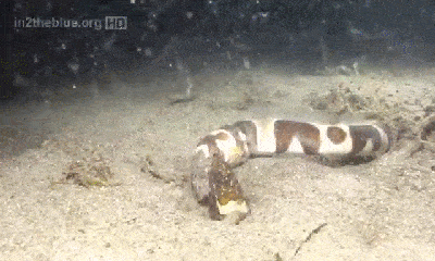 Video: Rắn biển cắn cổ đồng loại, lôi xềnh xệch lên khỏi bùn