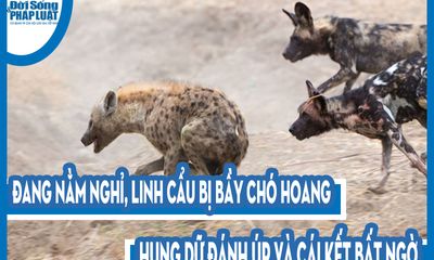Video: Đang nằm nghỉ, linh cẩu bị bầy chó hoang hung dữ đánh úp và cái kết bất ngờ