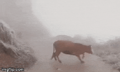 Video: Xót xa hình ảnh chú bò không đi vững trên đường đầy băng tuyết ở Lào Cai 