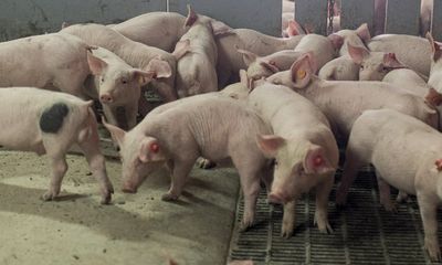 Tổ chức sức khỏe động vật toàn cầu OIE: Tuyên bố hết dịch tả lợn châu Phi tại Bỉ