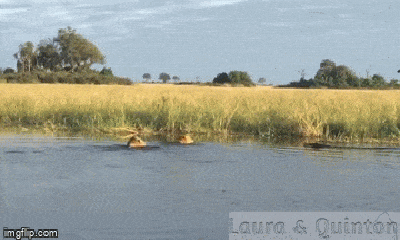 Video: Mạo hiểm lội sông, sư tử ngay lập tức “lọt bẫy” cá sấu