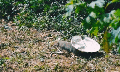 Video: Bị cầy Mangut tấn công, hổ mang chúa liệu có sống sót?
