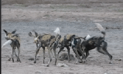 Video: Bị đàn chó hoang bao vây tứ phía, cầy Mangut đột phá vòng vây thoát chết ngoạn mục