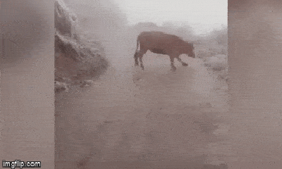Video: Bò trượt chân, ngã liên tục vì mặt đường đóng băng ở Lào Cai 