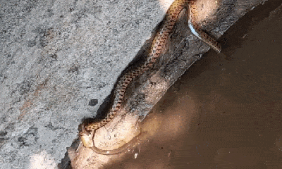 Video: Bị rắn vằn cắn chặt đầu không tha, con vật nhỏ bé 