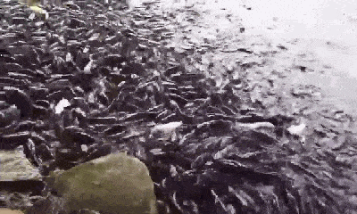 Video: Rợn người cảnh hàng nghìn con cá trê lúc nhúc, nổi đen kín mặt ao