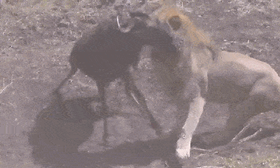 Video: Sư tử mai phục, dùng nanh vuốt hạ gục linh dương đầu bò