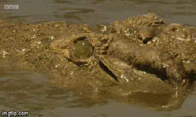 Video: Không may “lọt hàm” cá sấu, ngựa vằn vẫn thoát chết một cách ngoạn mục