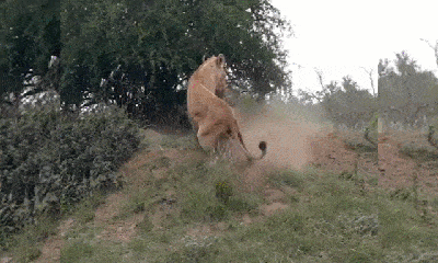 Video: Sư tử hung dữ lôi cổ lợn rừng từ dưới hang đất lên ăn thịt