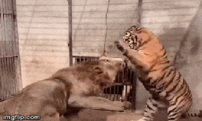Video: Hổ liên tục khiêu khích và tung quyền thẳng mặt sư tử