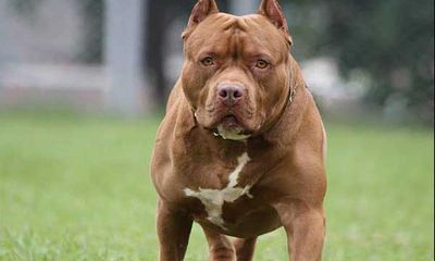 Tin tức đời sống ngày 21/1: Chó pitbull 40kg tấn công 2 người phụ nữ