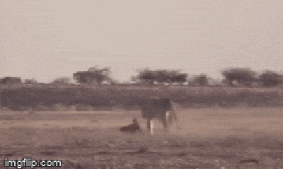 Video: Bị sư tử tiếp cận, lửng mật lớn gan quay ngược phản đòn khiến chúa tể đồng cỏ ngỡ ngàng