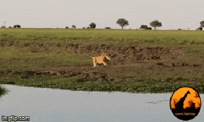 Video: Sư tử chạy điên cuồng, tóm gọn cá sấu 