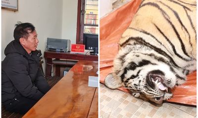 Vụ phát hiện hổ nặng 250kg trong nhà dân ở Hà Tĩnh: Chủ nhà mua về để nấu cao?