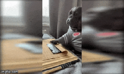 Video: Chú chó bulldog trổ tài làm món sushi như 