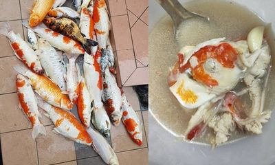 Khoe nồi súp nấu từ 20 con cá Koi, cô gái bị dân mạng lên án gay gắt