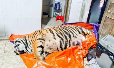 Vụ phát hiện hổ 250kg trong nhà dân ở Hà Tĩnh: Tiết lộ về chủ ngôi nhà