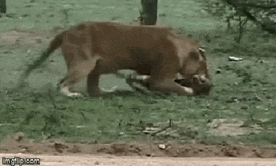 Cuộc chiến sinh tồn: Bị xâm phạm lãnh thổ, sư tử hạ gục báo săn trong nháy mắt để bảo vệ lãnh thổ