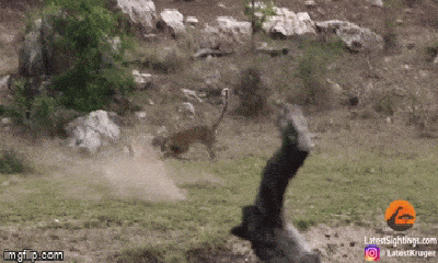 Video: Báo săn mồi vặn mình tung chiêu độc, quyết tâm 