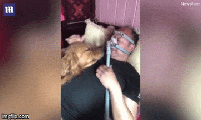Video: Thấy chủ nhân đeo máy thở, chó cưng túc trực bên giường với biểu cảm khiến ai cũng xót xa