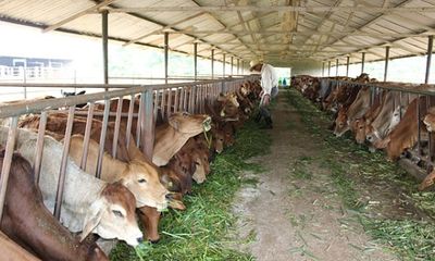 Dấu ấn của Thadi tại dự án nuôi bò nghìn tỷ ở Gia Lai
