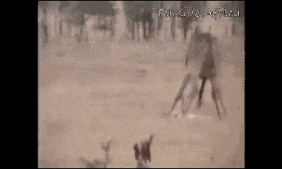 Video: Con bị ăn thịt, hươu cao cổ nổi cơn thịnh nộ giết chết sư tử trong vài phút