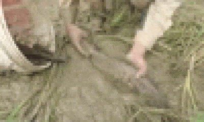 Video: Bỏ rắn hổ trâu vào hố sâu, kết quả bất ngờ xảy ra sau ít phút