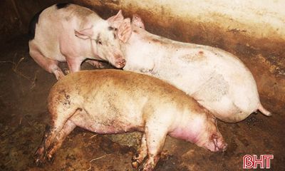Xuất hiện dịch tả lợn châu Phi tại Hà Tĩnh