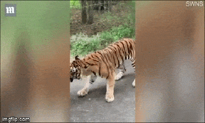Video: Hổ bỗng nhiên 